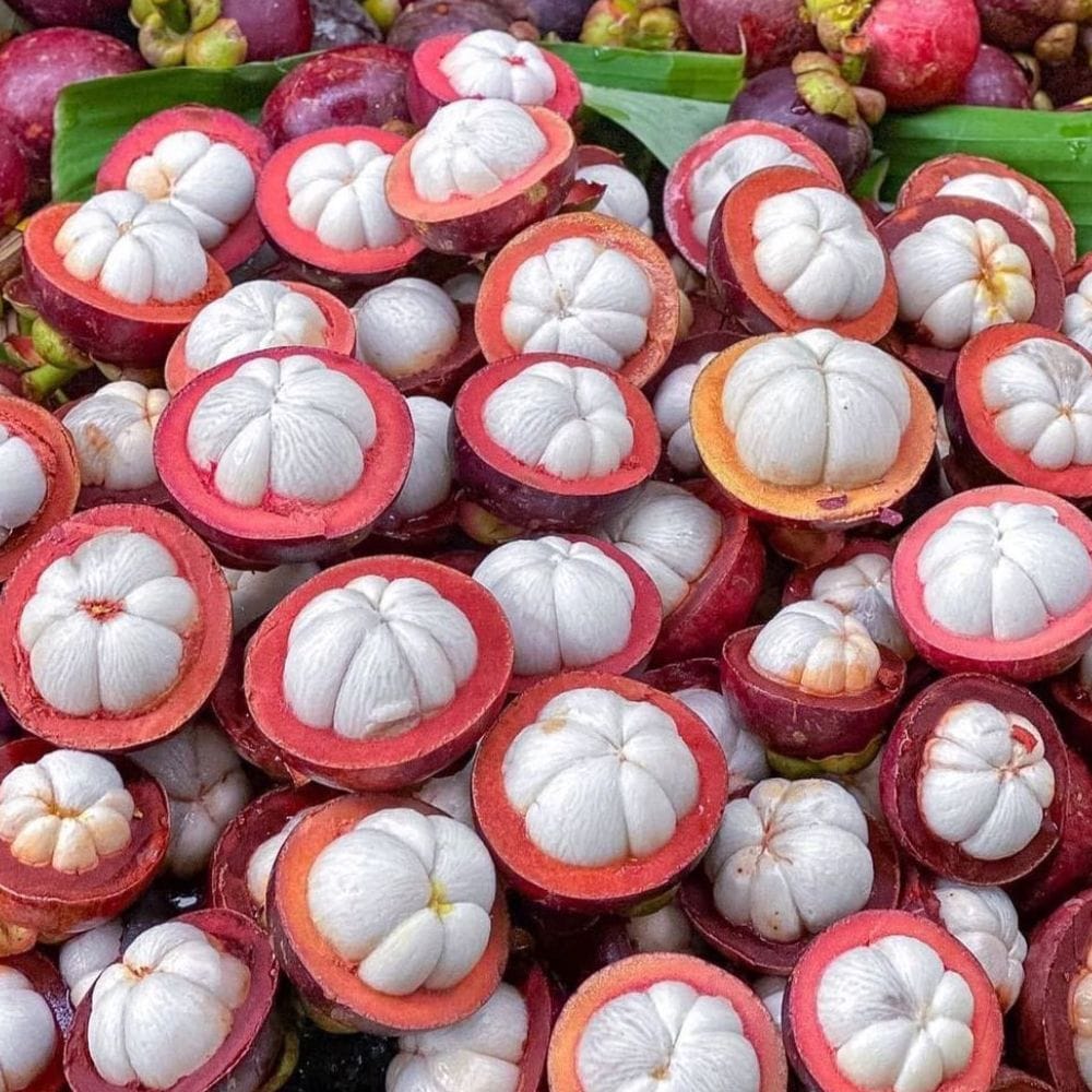 குமரி மாவட்டத்தில் இந்த மரங்கள் அதிகம் காணப்படுகின்றன.
பேச்சிப்பாறை, ஆலஞ்சோலை போன்ற பகுதிகளில் வளர்க்கப்படுகிறது.
இவை இயற்கை வளமுள்ள இடங்களில் செழித்து வளரும்.
மே மற்றும் ஜூன் மாதங்களில் அதிகம் விளைச்சல் தருகிறது.