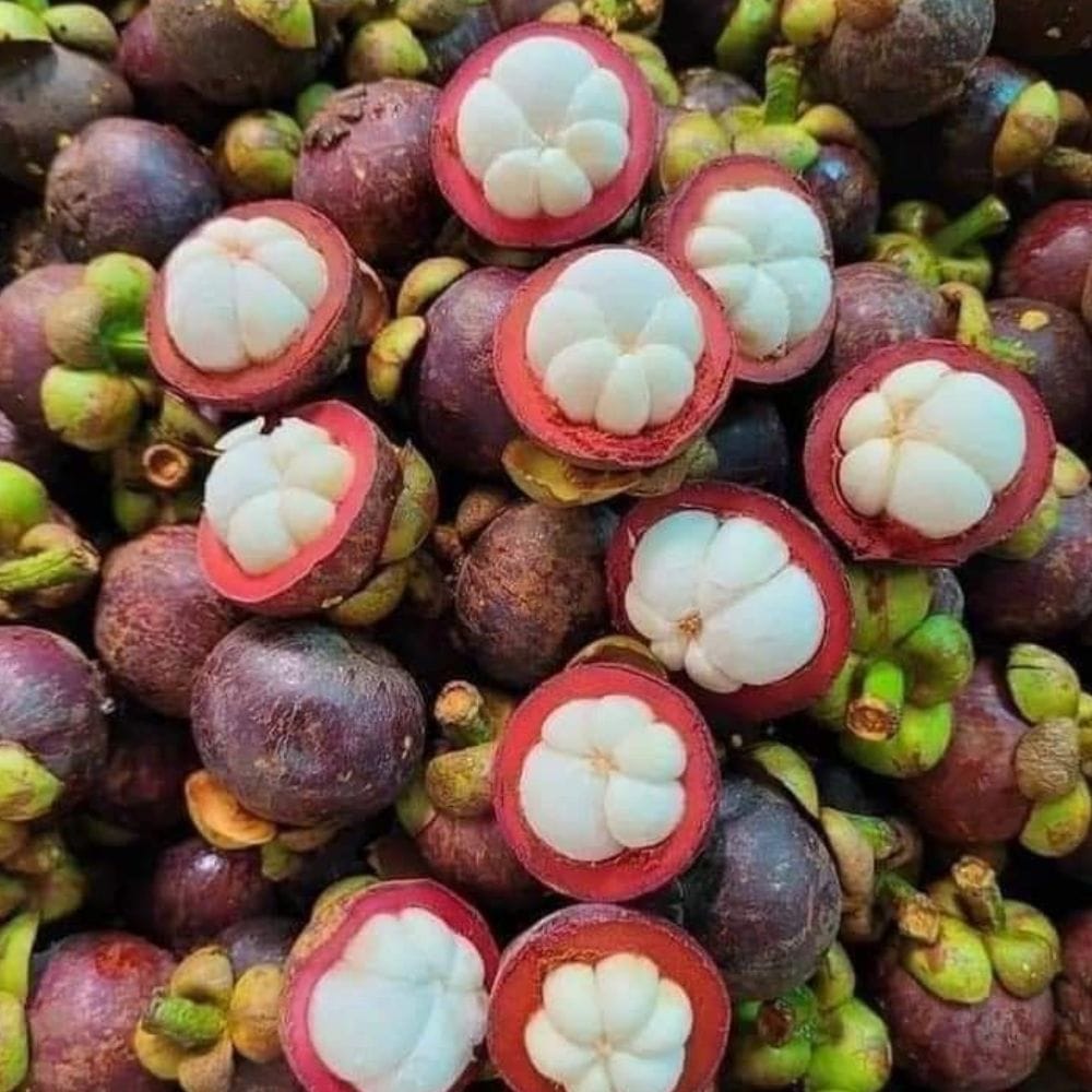 மங்குஸ்தானில் நார்ச்சத்து அதிகம் உள்ளது.
வைட்டமின் பி1, பி2, பி9 போன்றவை அடங்கியுள்ளன.
பொட்டாசியம் மற்றும் பல தாதுக்கள் நிறைந்துள்ளன.
உடலுக்கு தேவையான சத்துக்களை வழங்குகிறது.