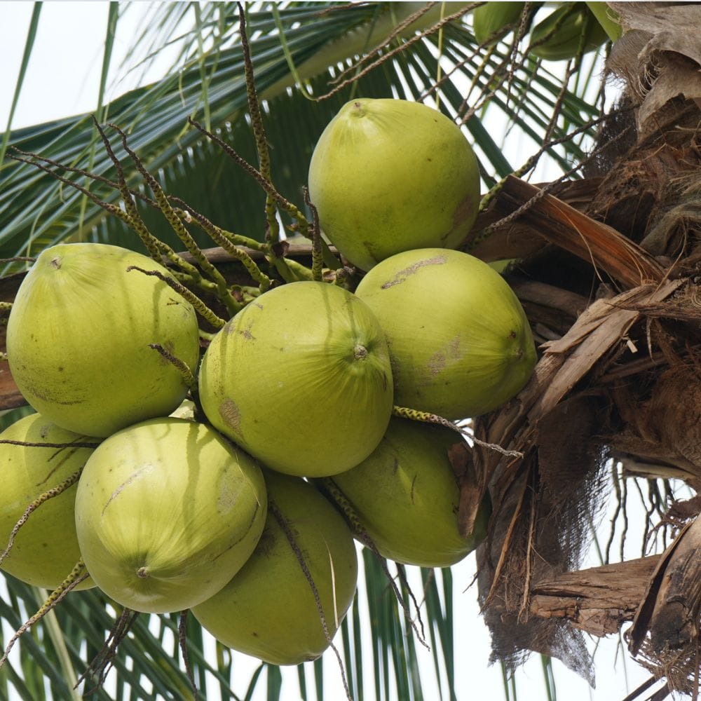 இளநீர் உடனடி சக்தி அளிக்கும்.
குழந்தைகள் விளையாடிய பிறகு சோர்வு குறையும்.
இது ஒரு இயற்கையான எலக்ட்ரோலைட் பானமாகும்.
செயற்கை பானங்களுக்கு நல்ல மாற்றாகும்.