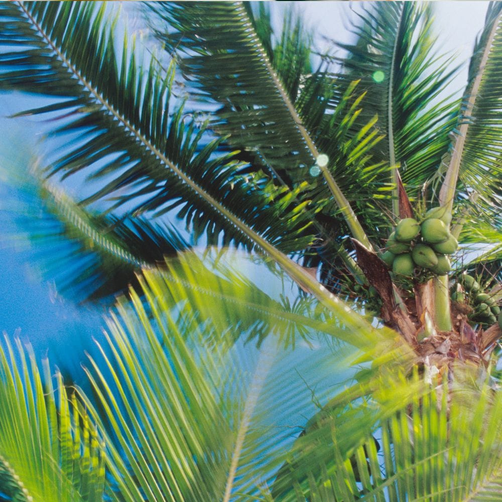 இளநீரில் அதிக அளவு நீர்ச்சத்து உள்ளது.
வியர்வை மூலம் இழக்கும் நீரை மீட்டெடுக்க உதவுகிறது.
டிஹைட்ரேஷன் ஏற்படாமல் தடுக்கும்.
குழந்தைகள் ஆரோக்கியமாக இருக்க உதவும்.