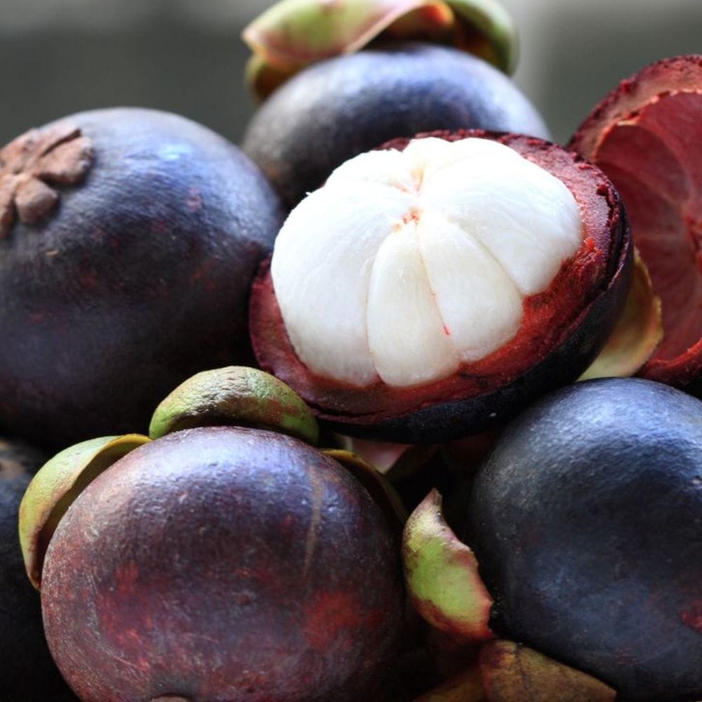 மங்குஸ்தான் பழம் “பழங்களின் ராணி” என அழைக்கப்படுகிறது.
அதன் தனித்துவமான சுவை மற்றும் தோற்றம் காரணமாக இந்த பெயர் பெற்றது.
வெளியே ஊதா நிறம், உள்ளே வெள்ளை சதைப்பகுதி கொண்டது.
இது இயற்கையின் அரிய பரிசாகக் கருதப்படுகிறது.