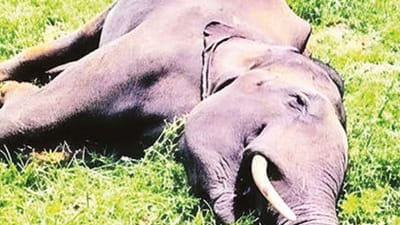 கேரளத்தில் பலாப்பழத்தில் வெடிகுண்டு வைத்து யானை கொலை!