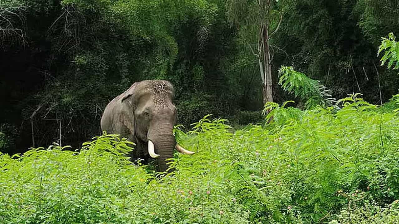 திடீரென ஊருக்குள் புகுந்து மளிகை கடையின் கதவை தட்டிய யானை.. பழனியில் பரபரப்பு சம்பவம்!
