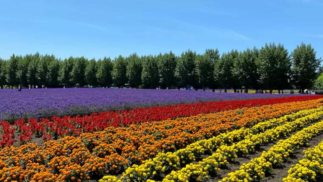 உலகையே வண்ணமயமாக்கும் 6 அற்புதமான மலர்ச் சுற்றுலாத் தலங்கள்