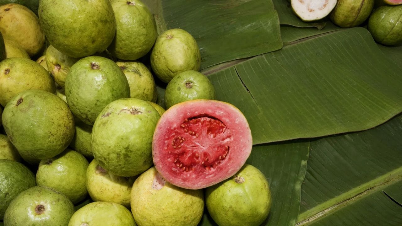 ஆரஞ்சுப் பழத்தில் இருப்பதை விட, கொய்யாப் பழத்தில் நான்கு மடங்கு அதிகமான வைட்டமின் 'C' சத்து நிறைந்துள்ளது. இது சருமத்தில் ஏற்படும் சுருக்கங்களை நீக்கவும், முதுமைத் தோற்றம் முன்கூட்டியே ஏற்படுவதைத் தடுக்கவும் உதவுகிறது. நீங்கள் தினமும் ஒரு கொய்யாப் பழத்தைச் சாப்பிடலாம் அல்லது அதன் சாற்றைப் பருகலாம். சருமம் வறண்டு போவதைத் தடுப்பதற்கும் கொய்யாப் பழம் ஒரு சிறந்த தீர்வாகும்.