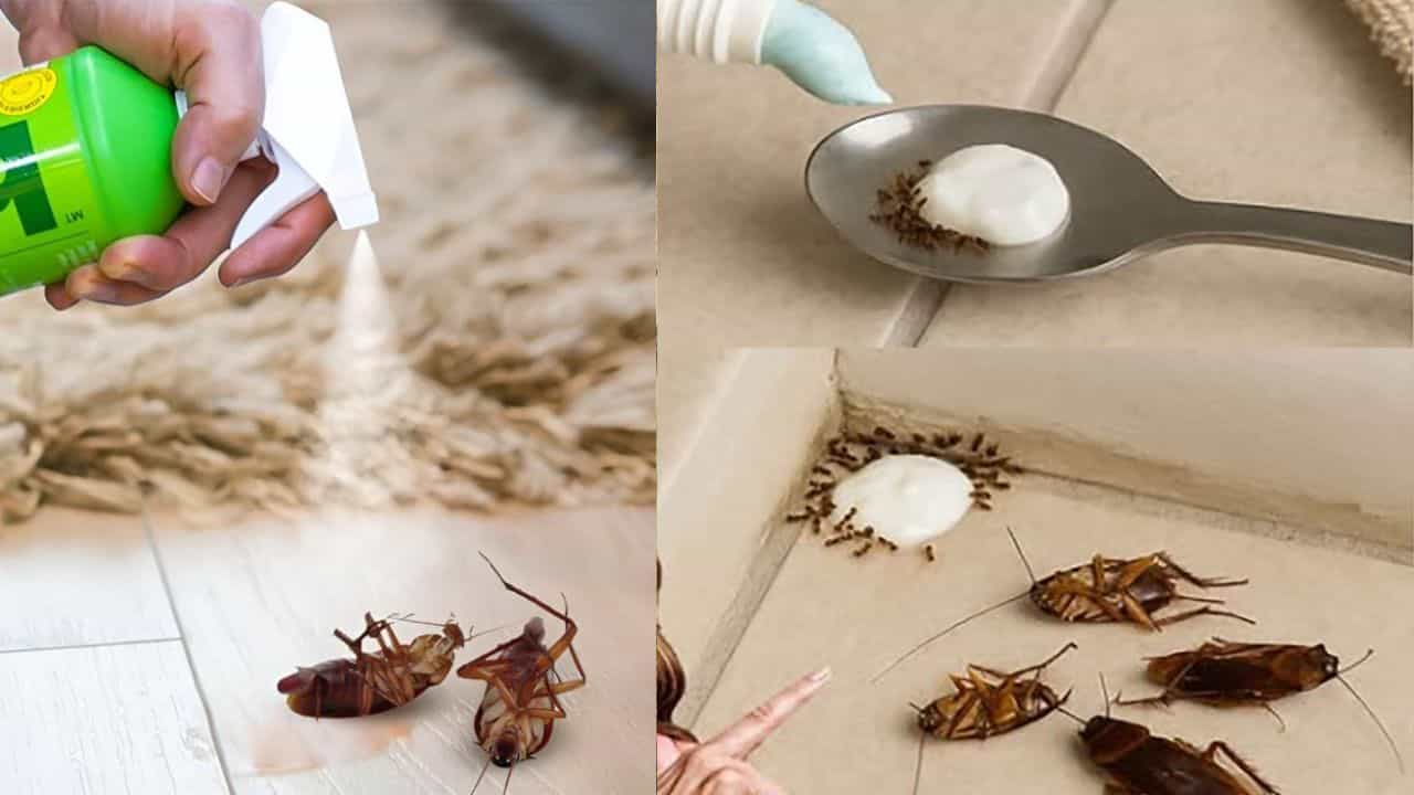 வீட்டில் பூச்சிகளை கொல்வது தவறா? அல்லது வாழ்வின் அவசியமா?