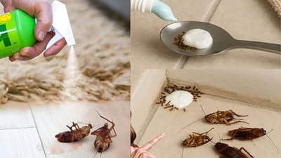 வீட்டில் பூச்சிகளை கொல்வது தவறா? அல்லது வாழ்வின் அவசியமா?