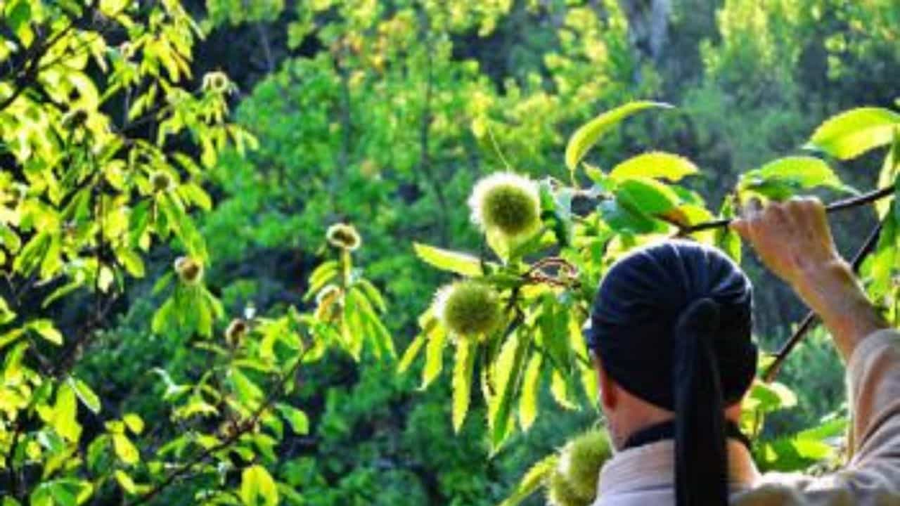 பதற்றத்தை குறைக்கும் ஜப்பானிய ‘ஷின்ரின்-யோகு’ ரகசியம்