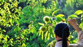 பதற்றத்தை குறைக்கும் ஜப்பானிய ‘ஷின்ரின்-யோகு’ ரகசியம்...