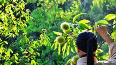 பதற்றத்தை குறைக்கும் ஜப்பானிய ‘ஷின்ரின்-யோகு’ ரகசியம்