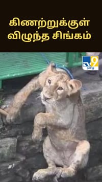 கிணற்றுக்குள் விழுந்த சிங்கம் - 30 நிமிடங்களில் வனத்துறையினரால் பாதுகாப்பாக மீட்பு...