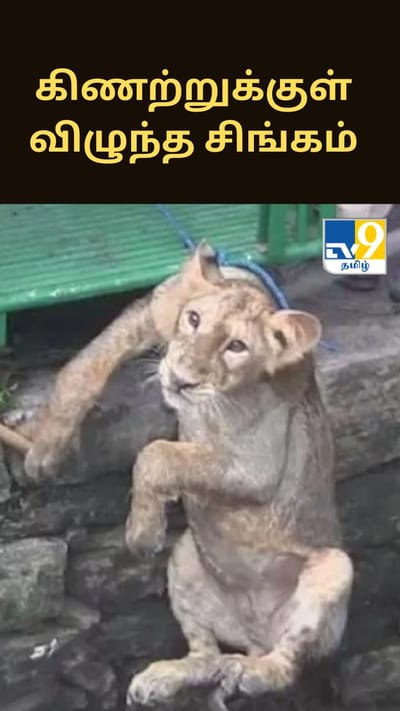 கிணற்றுக்குள் விழுந்த சிங்கம் - 30 நிமிடங்களில் வனத்துறையினரால் பாதுகாப்பாக மீட்பு