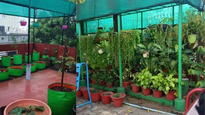 மாடித் தோட்டம்: கோடையை சமாளிக்க வேண்டுமா? இதோ சம்மர் டிப்ஸ்..!