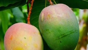 மாம்பழங்களை இப்படி சேமிப்பவரா நீங்க? இனிமேல் இந்த தப்பு பண்ணாதீங்க!