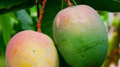 மாம்பழங்களை இப்படி சேமிப்பவரா நீங்க? இனி இந்த தப்பு பண்ணாதீங்க!