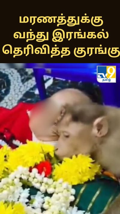 உணவளித்தவரின் மரணத்துக்கு வந்து இரங்கல் தெரிவித்த குரங்கு - வைரல் வீடியோ