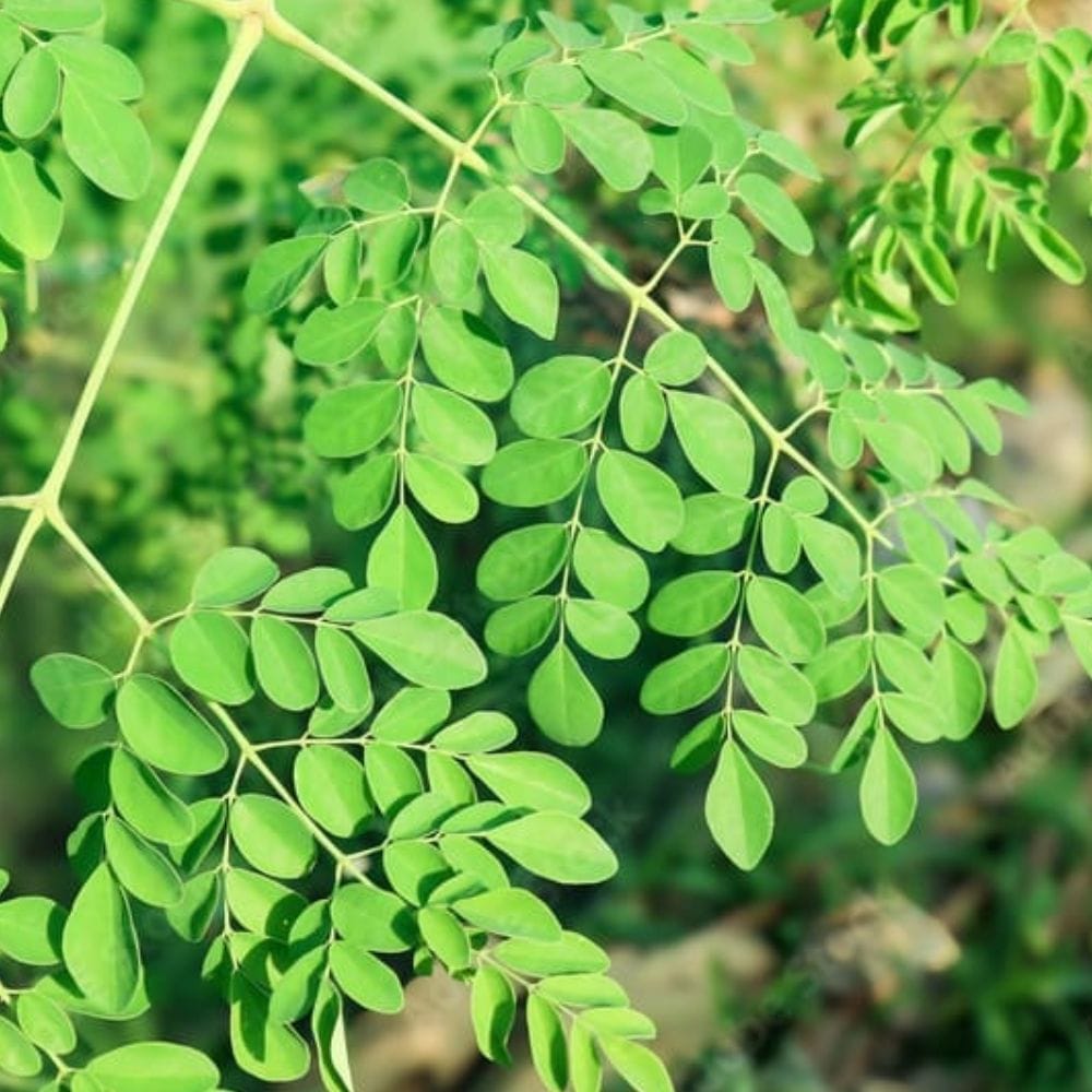 நல்ல செரிமானத்தைப் பராமரிப்பதிலும் முருங்கை முக்கிய பங்கு வகிக்கிறது. அதன் நார்ச்சத்து ஆரோக்கியமான வயிற்றைப் பராமரிக்கவும், மலச்சிக்கலைப் போக்கவும், குடல் சமநிலையைப் பேணவும் உதவுகிறது. உடலில் இருந்து நச்சுக்களை அகற்றவும் இது உதவியாகக் கருதப்படுகிறது.