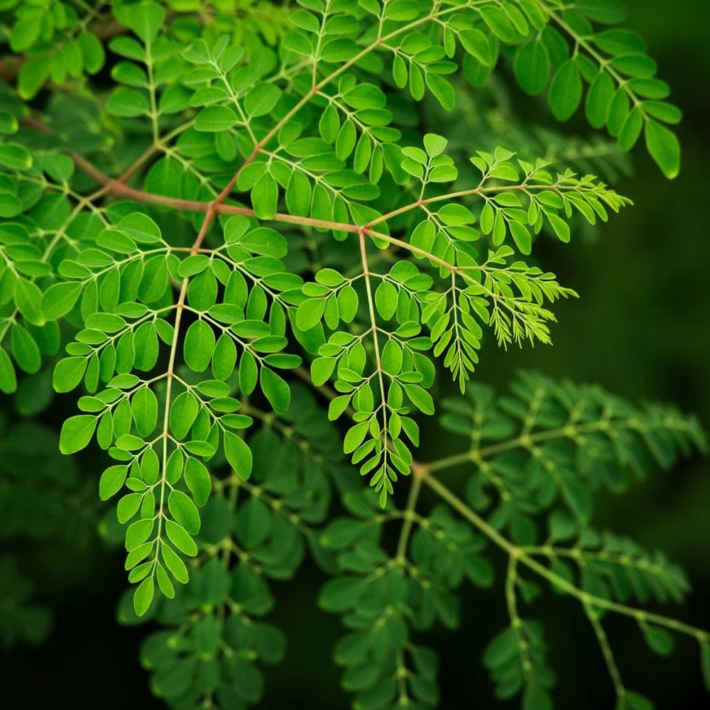 முருங்கை இதய ஆரோக்கியத்திற்கு மிகவும் நன்மை பயக்கும் என்றும் கருதப்படுகிறது. இது இரத்த அழுத்தம் மற்றும் கொழுப்பை சமநிலைப்படுத்த உதவுகிறது, இதன் மூலம் இதய நோய் ஏற்படும் அபாயத்தைக் குறைக்கலாம். இரத்த சர்க்கரை அளவைக் கட்டுப்படுத்த உதவுவதால், இரத்த சர்க்கரை பிரச்சினைகள் உள்ளவர்களுக்கும் இது நன்மை பயக்கும்.