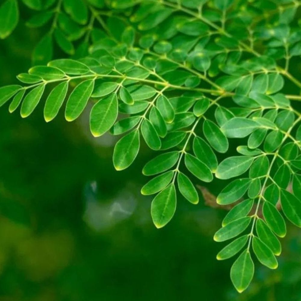 முருங்கை இலைகள் நோய் எதிர்ப்பு மண்டலத்தை வலுப்படுத்தி, நோய்த்தொற்றுகள் மற்றும் பருவகால நோய்களை உடல் சிறப்பாக எதிர்த்துப் போராட உதவுகின்றன. மேலும், அவை ஆற்றலை அதிகரிக்கவும் சோர்வைக் குறைக்கவும் உதவுகின்றன.