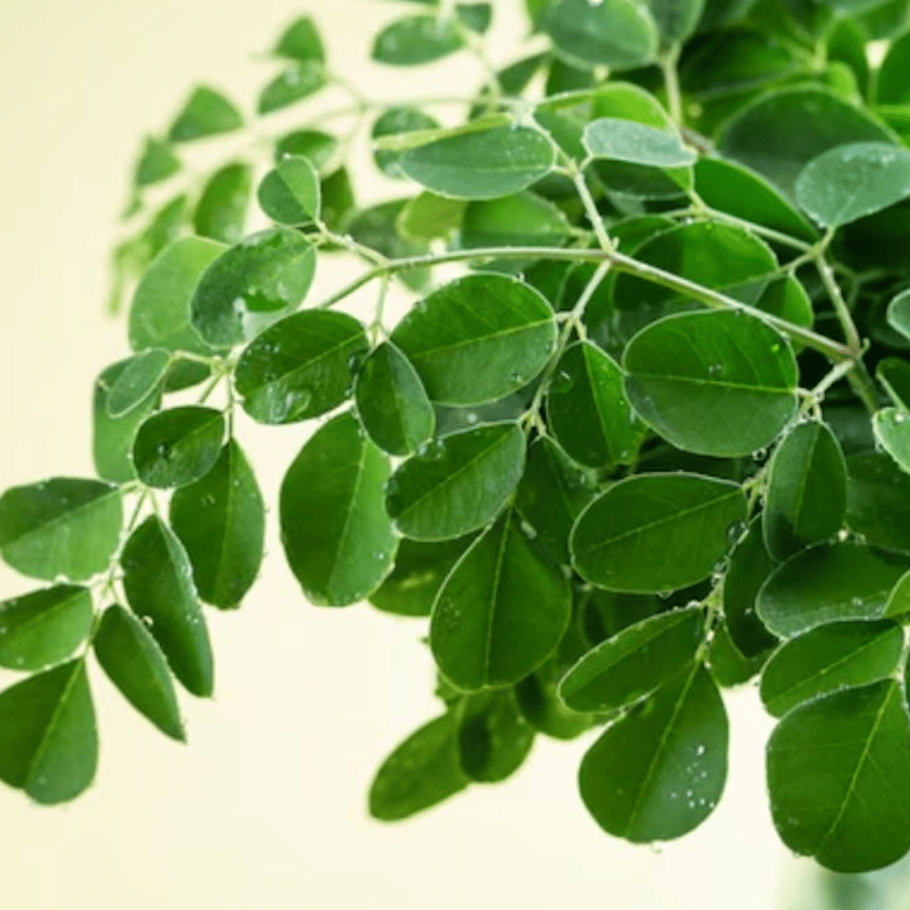 முருங்கை இலைகள் ஊட்டச்சத்துக்களின் புதையலாகக் கருதப்படுகின்றன. அவற்றில் புரதம், வைட்டமின்கள் ஏ, சி, மற்றும் ஈ, இரும்புச்சத்து, கால்சியம், பொட்டாசியம், மற்றும் மெக்னீசியம் ஆகியவை நிறைந்துள்ளன. மேலும், அவற்றின் ஆன்டிஆக்ஸிடன்ட் மற்றும் அழற்சி எதிர்ப்புப் பண்புகள், பல கடுமையான நோய்களை எதிர்த்துப் போராட உடலுக்கு உதவுகின்றன.