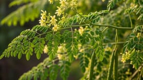 Health Tips: தினமும் ஒரு கைப்பிடி முருங்கை இலை.. உடலுக்குள் இவ்வளவு நன்மைகள் நடக்குமா?...