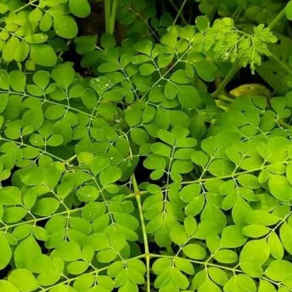 முருங்கை இலைகளைப் பல்வேறு வழிகளில் உட்கொள்ளலாம். அவற்றை பருப்பு, காய்கறிகள் அல்லது சூப்களில் சேர்க்கலாம், அல்லது சாறாகவோ பொடியாகவோ பயன்படுத்தலாம்.  உங்கள் உணவில் ஒரு எளிய மற்றும் பயனுள்ள மாற்றத்தை நீங்கள் தேடுகிறீர்கள் என்றால், நீண்ட காலத்திற்கு நீங்கள் ஆரோக்கியமாக இருக்க உதவும் ஒரு நல்ல தேர்வாக முருங்கை இலைகள் இருக்கும்.