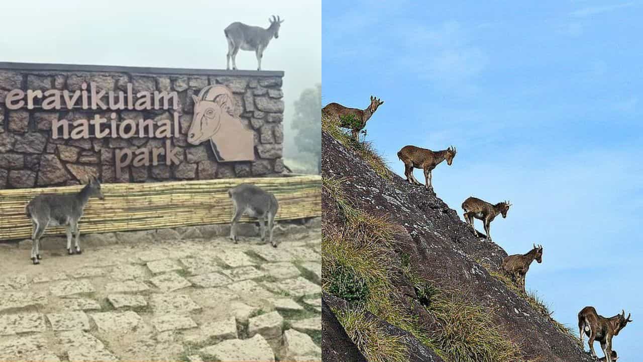 சுற்றுலாப் பயணிகளைச் சுண்டி இழுக்கும் இரவிக்குளம் தேசியப் பூங்கா!