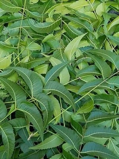 கோடை காலத்தில் வேப்ப இலைகளின் நன்மைகள்..!