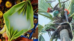 கோடை வந்தால் பதநீர் தான் ஹீரோ! தென் மாவட்டங்களில் விற்பனை ஜோர்.!...