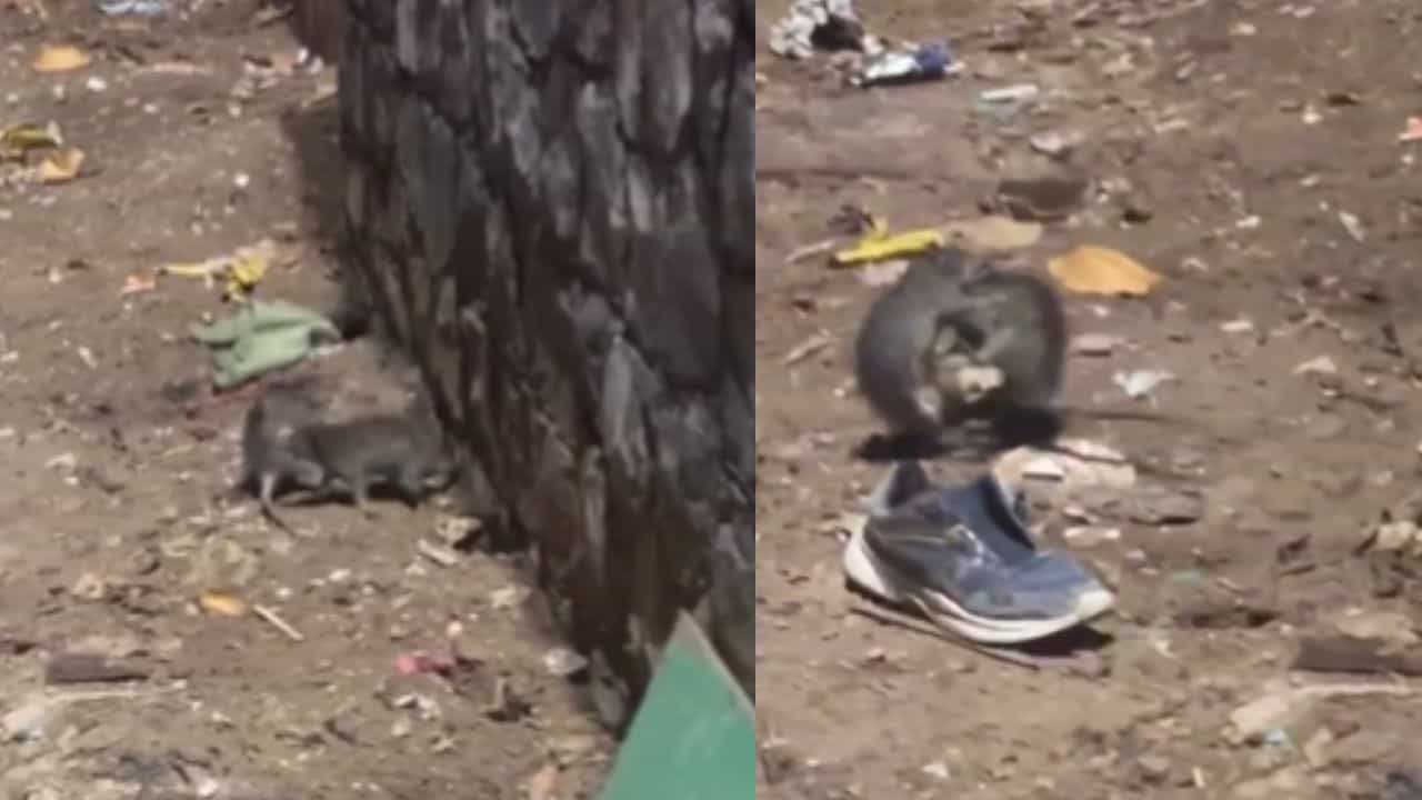 Viral Video : சாலையோரம் சண்டை போடும் எலிகள்.. கைதட்டி உற்சாகப்படுத்தும் ஆண்கள்.. வைரல் வீடியோ!