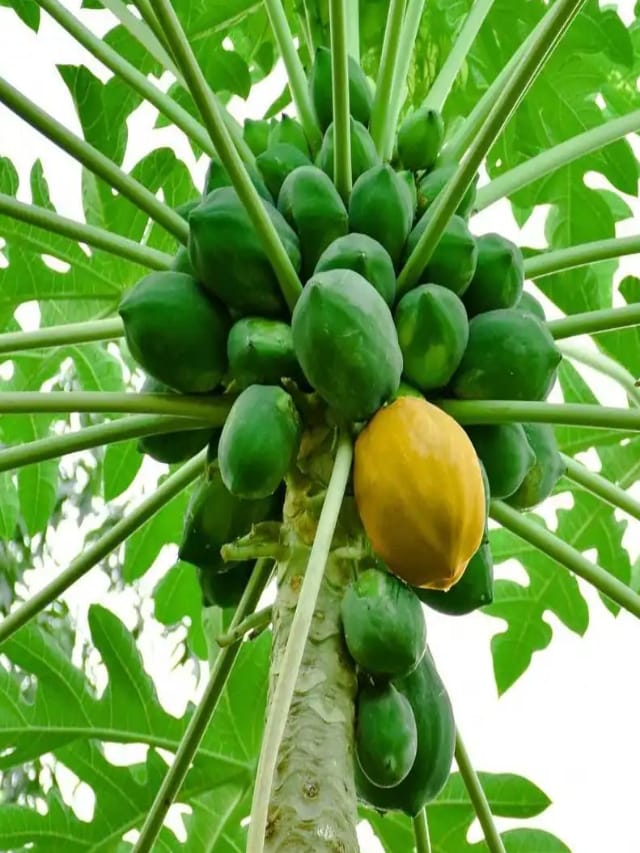 பச்சைப் பப்பாளியின் ஆச்சரியமூட்டும் பலன்கள்