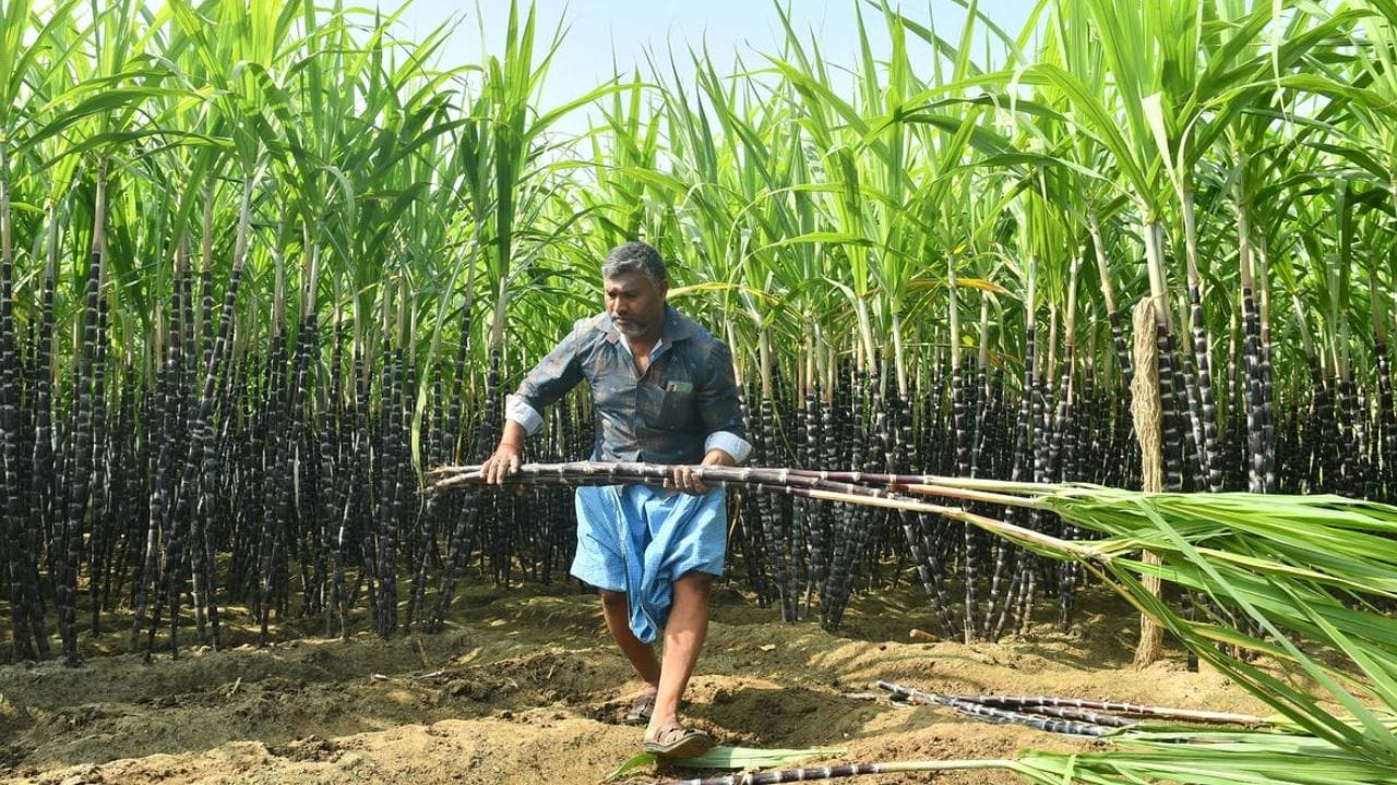 மேலும், தேசிய நெடுஞ்சாலை அருகில் இருந்தாலும், சாலை மற்றும் போக்குவரத்து வசதிகள் முழுமையாக இல்லை என மக்கள் தெரிவிக்கின்றனர். அதேபோல், வேலைவாய்ப்புகள் குறைவாக உள்ளதும் ஒரு முக்கிய பிரச்சினையாக உள்ளது.