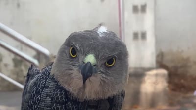 கோயம்புத்தூர் ஆட்சியர் அலுவலகத்தில் காயமடைந்த பறவை மீட்பு