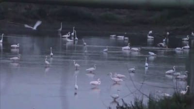 தூத்துக்குடிக்கு வருகை தந்த வெளிநாட்டு பறவைகள்