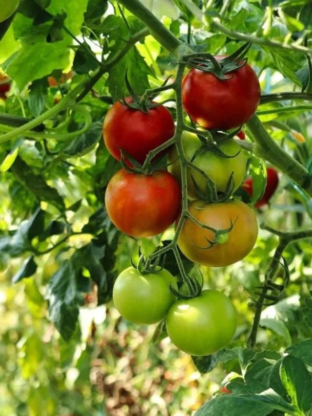 பச்சையாக சாப்பிடக் கூடாத காய்கறிகள் எவை?