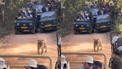 புலியை சுற்றி வளைத்த ஜீப்கள் - வைரல் வீடியோவுக்கு கண்டனங்கள்!