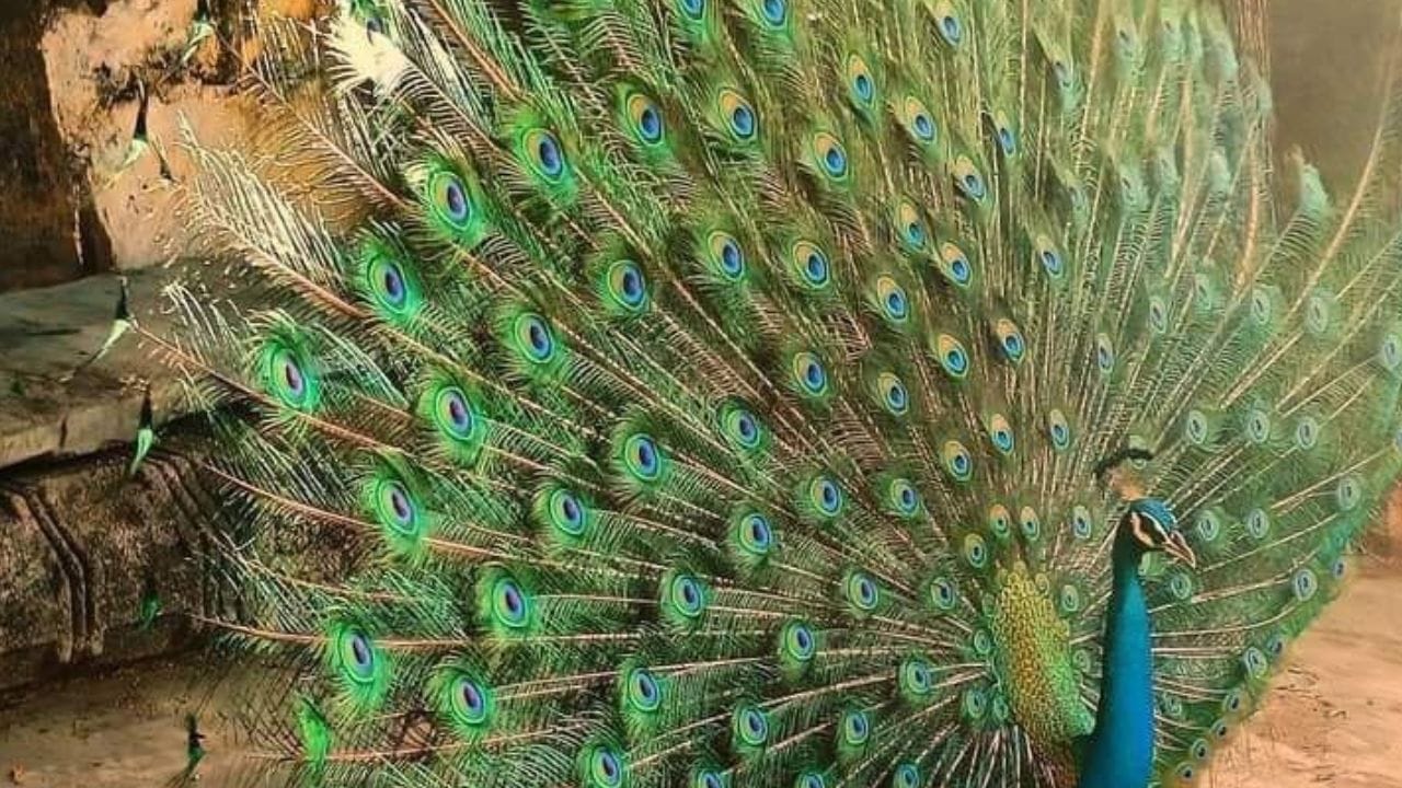 இந்த தொகுதியில் நகர்ப்புற மற்றும் கிராமப்புற பகுதிகள் அதிகமாக உள்ளன. விராலிமலை, அண்ணாவாசல், கீரனூர், பொன்னமராவதி உள்ளிட்ட பல பகுதிகள் இதில் அடங்குகின்றன. இங்கு அமைந்துள்ள விராலிமலை முருகன் கோவில் மிகவும் பிரசித்தி பெற்றது. அதேபோல், மயில் சரணாலயம் முக்கிய சுற்றுலா தளமாக விளங்குகிறது. விவசாயமே இப்பகுதி மக்களின் முக்கிய வாழ்வாதாரமாகும். குறிப்பாக மக்காச்சோளம், பச்சைப்பயறு, நிலக்கடலை போன்ற பயிர்கள் அதிகளவில் பயிரிடப்படுகின்றன.