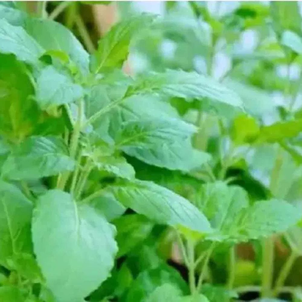 துளசி இலைகளின் ஆரோக்கிய நன்மைகள் நன்கு அறியப்பட்டவை. அவை வயிற்றில் அமில உற்பத்தியையும் அழற்சியையும் குறைக்க உதவுகின்றன. மன அழுத்தத்தைக் குறைப்பதற்கும் துளசி உதவுகிறது. இது அமிலத்தன்மையையும் ஏற்படுத்தக்கூடும். காலையில் துளசி டீ அருந்துவது அல்லது புதிய துளசி இலைகளை மெல்லுவது ஒரு பாரம்பரிய இந்திய ஆரோக்கிய தீர்வாகும்.