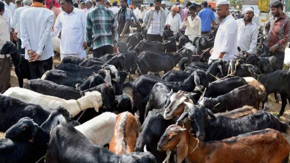 பக்ரீத் பண்டிகை முன்னிட்டு ஆடு தொட்டியில் ஆடுகள் விற்பனை அமோகம்..