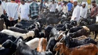 பக்ரீத் பண்டிகை முன்னிட்டு ஆடு தொட்டியில் ஆடுகள் விற்பனை அமோகம்.....