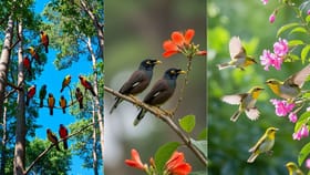 குயிலில் இருந்து மயில் வரை… கோடையில் காண வேண்டிய 7 பறவைகள்!...