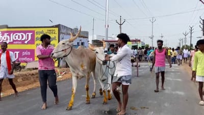 தூத்துக்குடியில் பிரமாண்ட மாட்டு வண்டிப் பந்தயம்..!