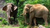 இருமாநில மக்களை சோகத்தில் ஆழ்த்திய 'சில்லிகொம்பன்’!!...