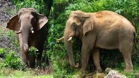 விடைபெற்றான் ‘சில்லிகொம்பன்’.. இரு மாநில மக்களை கண்ணீரில் ஆழ்த்திய ‘செல்லமகன்’!!...