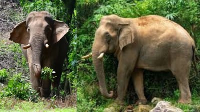 இருமாநில மக்களை சோகத்தில் ஆழ்த்திய 'சில்லிகொம்பன்’!!
