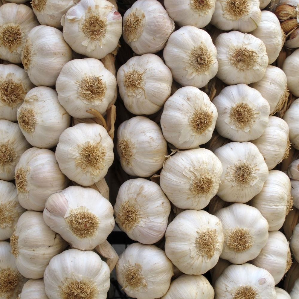 கார்பன் டையாக்சைடு, உடல் வெப்பம் மற்றும் தோல் மணம் முக்கிய காரணங்கள்.
மேலும் தோலில் உள்ள பாக்டீரியாக்களும் கொசுக்களை ஈர்க்கும்.
பூண்டு உடல் மணத்தை சிறிது மாற்றினாலும் இது போதுமான தாக்கத்தை ஏற்படுத்தாது.
அதனால் பூண்டு மட்டும் தீர்வு அல்ல.