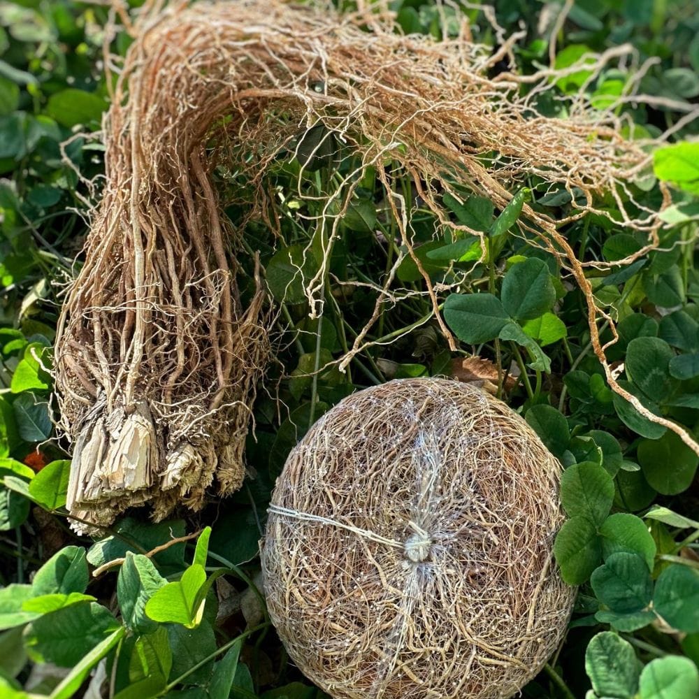 வெயில் காலத்தில் அதிக வியர்வை மற்றும் அரிப்பு பிரச்சினைகள் பலருக்கும் இருக்கும்.
வெட்டிவேரை நீரில் ஊறவைத்து அரைத்து குளிக்கும் நீரில் கலந்து பயன்படுத்தலாம்.
இது உடலில் ஏற்படும் அரிப்பை குறைத்து தோலை சுத்தமாக வைத்திருக்க உதவும்.
தோல் ஆரோக்கியத்தை பாதுகாக்க இது ஒரு எளிய மற்றும் இயற்கையான முறையாகும்.