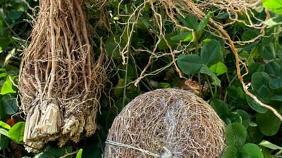வியர்வை, அரிப்பு தீர்க்கும் வெட்டிவேர் மந்திரம்...