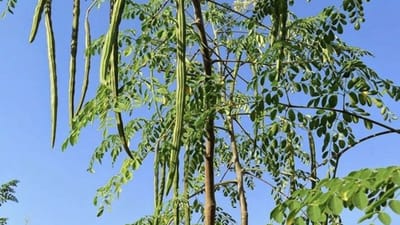 முருங்கைக்காய் சாப்பிட்டால் உடலில் நடக்கும் ஆச்சர்ய மாற்றங்கள்..!