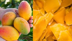 Fake vs Real Mango: கோடையில் களைகட்டும் மாம்பழ சீசன்.. உண்மையான மாம்பழத்தை அடையாளம் காண்பது எப்படி?...